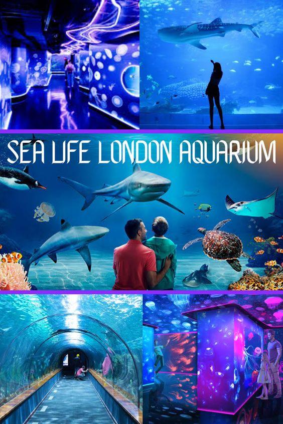 What's Inside Aquarium: